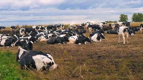Herd of cows on pasture Stock Footage 95098017