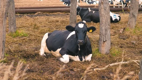 Herd of cows on pasture Stock Footage 95098021