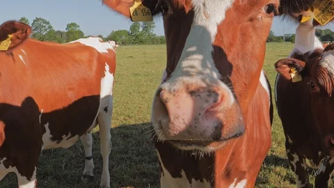 Herd of Cows in a pasture on green grass chewing foliage 스톡 동영상 108933373