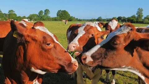 Herd of Cows in a pasture on green grass. Country side landscape with blue sky Vídeo Stock 108945071