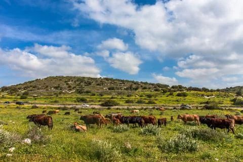 Herd of cows on the pasture. Stock Photos