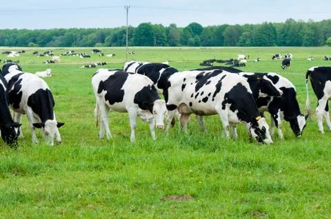 Herd of cows on the pasture Stock Photos