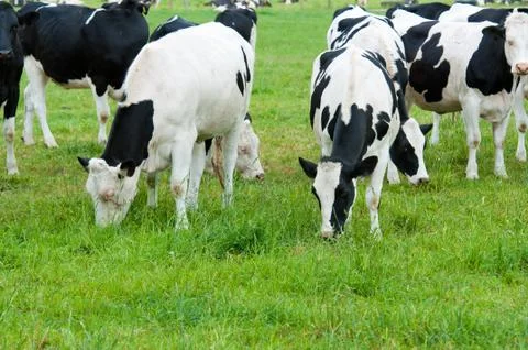 Herd of cows on the pasture Stock Photos