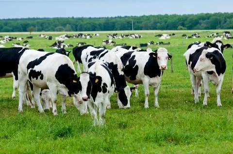 Herd of cows on the pasture Stock Photos