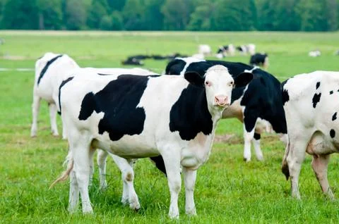 Herd of cows on the pasture Stock Photos