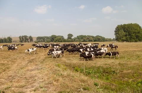 A herd of cows in a pasture Stock Photos