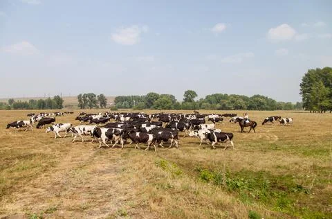 A herd of cows in a pasture Foto stock