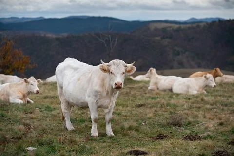Herd of cows in pasture 스톡 사진