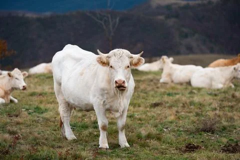 Herd of cows in pasture Foto stock