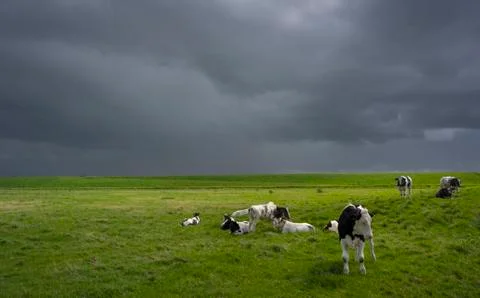 Herd of cows on a pasture under a stormy sky, The Netherlands. Stock Photos