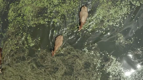 Herd of cows pasturing in the lake. Video stock 135834424