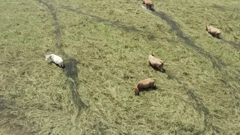 Herd of cows pasturing in the lake. Stock Footage 135835480