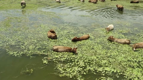 Herd of cows pasturing in the lake. Stock-Footage 135836832