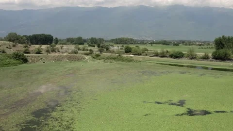 Herd of cows pasturing in the lake. Stock Footage 135837711
