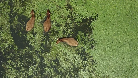 Herd of cows pasturing in the lake. Stock Footage 135838991
