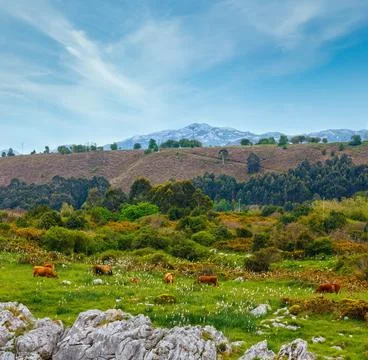 Herd of cows on pastute. Stock Photos