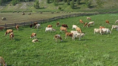 Herd of cows peacefully grazing on lush farmland in a picturesque rural 스톡 동영상 308527268