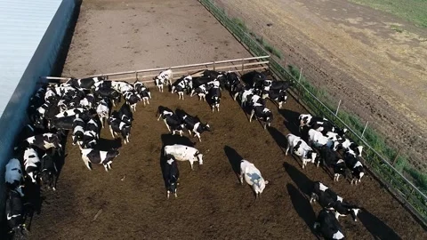 A herd of Cows in a pen on a modern farm from the air Stockbeeldmateriaal 157365877
