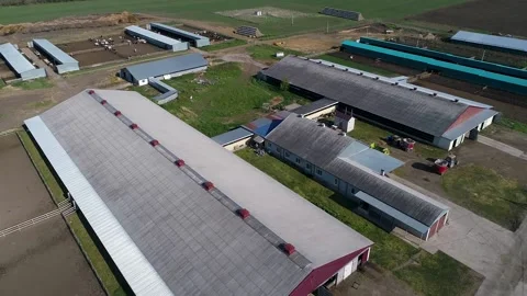 A herd of Cows in a pen on a modern farm from the air Vídeos de archivo 157366705