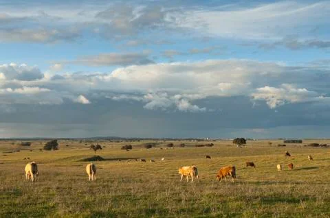 Herd of cows Stock Photos