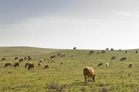 Herd of cows Stock Photos