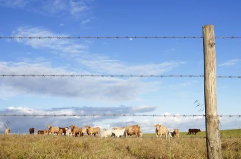 Herd of cows Stock Photos