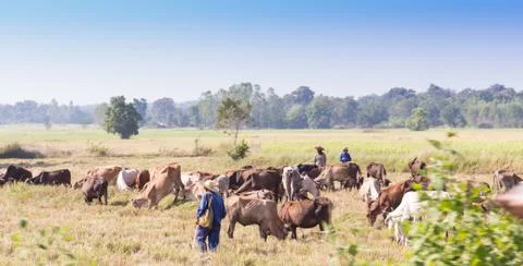 Herd of cows Stock Photos