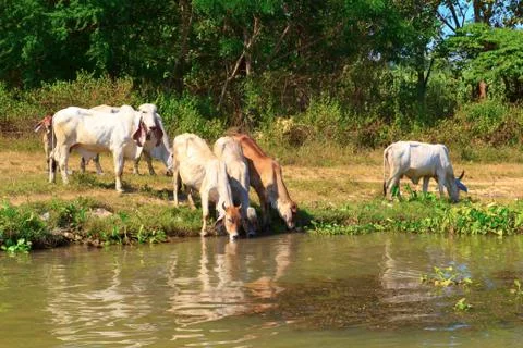 Herd of cows Foto stock