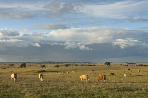 Herd of cows Stock Photos