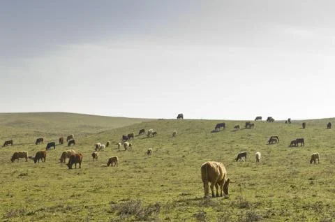 Herd of cows Stock Photos