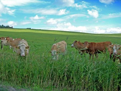 Herd of cows Stock Photos