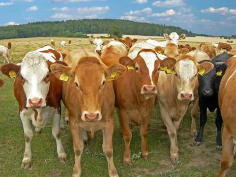 Herd of cows Stock Photos