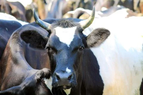 Herd of cows Stock Photos