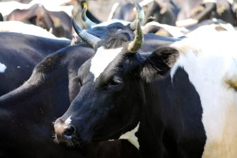 Herd of cows Stock Photos