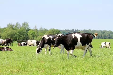 Herd of cows Stock Photos