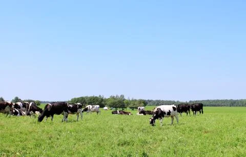 Herd of cows Stock Photos