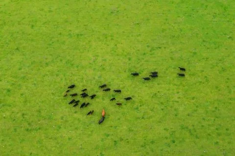 Herd of cows Stock Photos