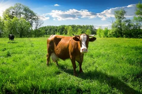 Herd of cows Stock Photos