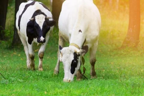 Herd of cows Stock Photos