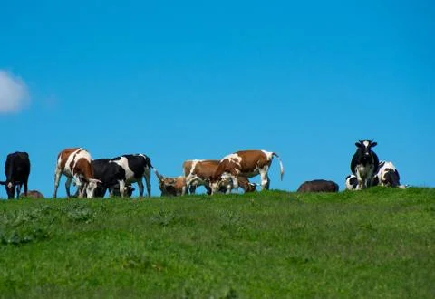 Herd of cows. Stock Photos