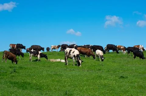 Herd of cows. Stock Photos