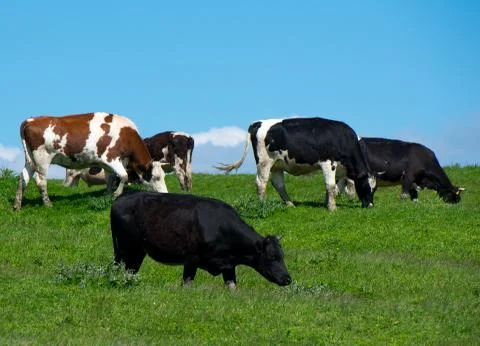 Herd of cows Stock Photos