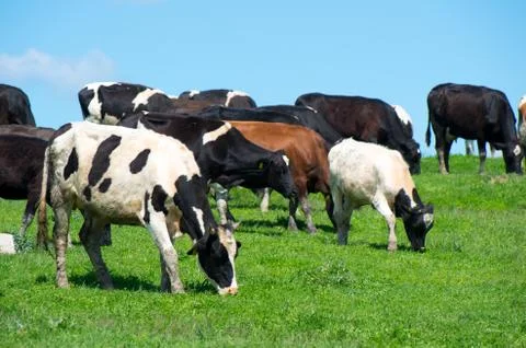 Herd of cows. Stock Photos