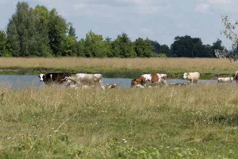 A herd of cows Stock Photos