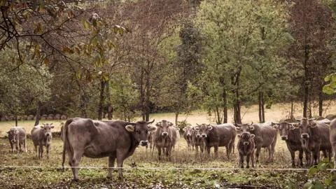 Herd of cows. Stock Photos