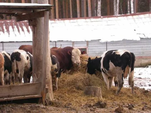 A herd of cows Stock Photos