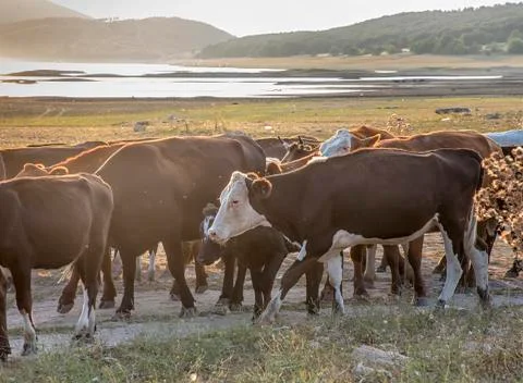 A herd of cows Stock Photos