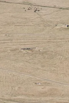 Herd of cows Foto stock