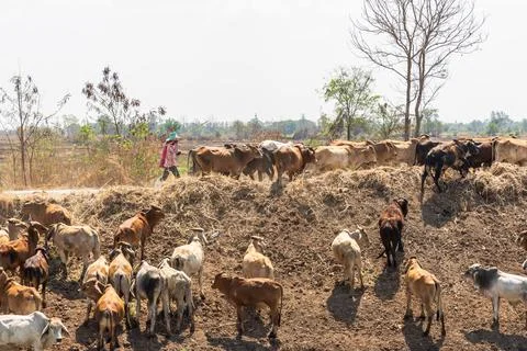 The herd of cows Stock Photos