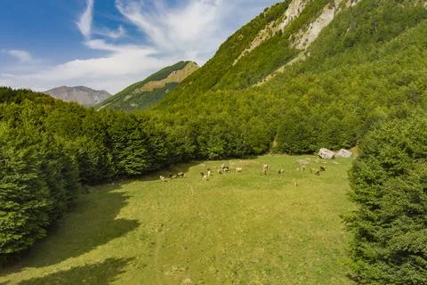 The herd of cows Stock Photos